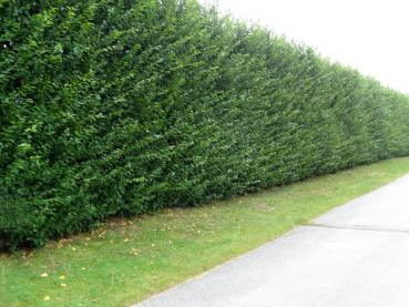 Mächtige Hecke aus Hainbuchen im Botanischen Garten Hamburg