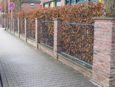 Die Blätter der Hainbuche haften auch im Winter an den Zweigen.