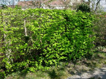 Hainbuchenhecke im Austrieb im Frühjahr