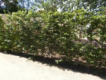 Carpinus betulus als neue Hecke