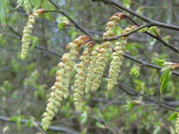 Männliche Blüte der Hainbuche