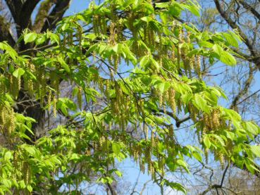 Avenbok, Carpinus betulus