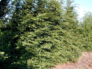 Frei gewachsene Solitäre von Carpinus betulus