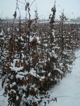 Hainbuchenheister im Winter