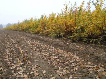 Avenbok, Carpinus betulus - häckväxter i plantskolan