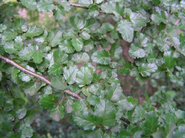 Nothofagus antarctica - Pfennigbuche, Scheinbuche