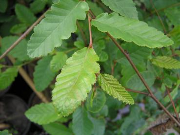 Nothofagus obliqua - Anden-Scheinbuche