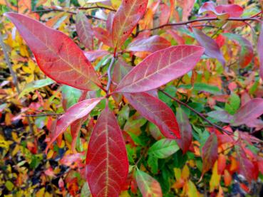 Der Tupelobaum in seiner prächtigen Herbstfärbung