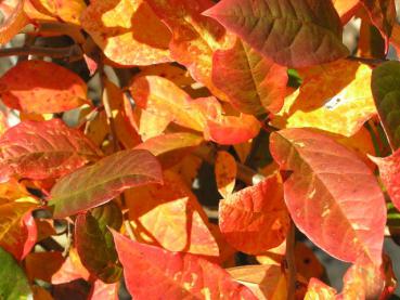 Tolles Herbstlaub bei Nyssa silvatica