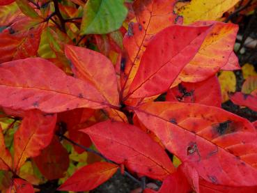 Herbstlaub bei Nyssa sylvatica