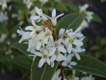 Osmanthus burkwoodii - Frühlings-Duftblüte