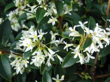 Weiße Röhrenblüten schmücken den Osmanthus burkwoodi (Duftblüte)