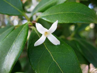 Einzelne Blüte der Duftblüte in Nahaufnahme