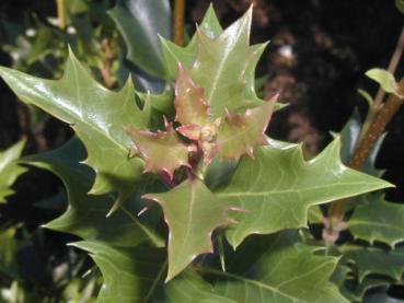 Doftbuske - Osmanthus heterophyllus