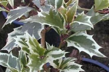 Osmanthus heterophyllus Variegatus - Bunte Duftblüte