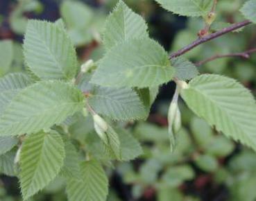 Hopfenbuche - Ostrya carpinifolia