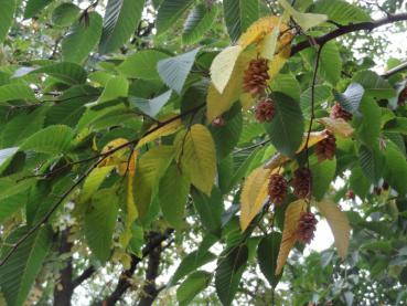Früchte und beginnende Herbstfärbung bei der Hopfenbuche (Aufnahme aus September)