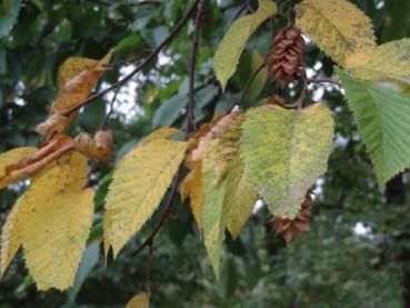 Gelbes Herbstlaub der Ostrya carpinifolia