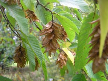 Hopfenartige Früchte der Hopfenbuche