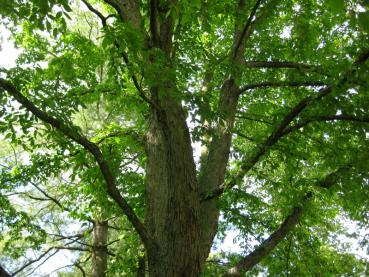 Hopfenbuche im Sommerlaub