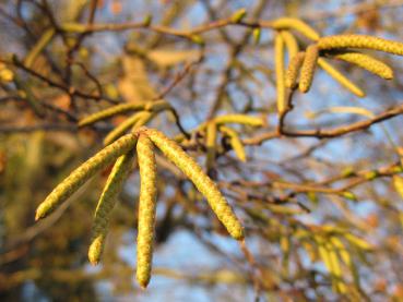 Blütenknospen der Hopfenbuche