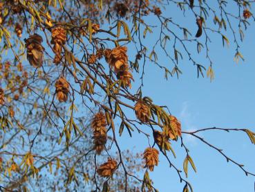 Reicher Fruchtbehang bei der Hopfenbuche