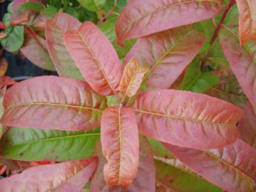 Sauerbaum - Oxydendron arboreum