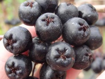 Schwarze Kultur-Apfelbeere Nero - Aronia prunifolia Nero