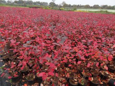 Quartier mit Aronia Nero im Herbstfärbung