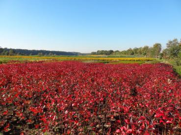 Rote Herbstfärbung der Aronie Nero