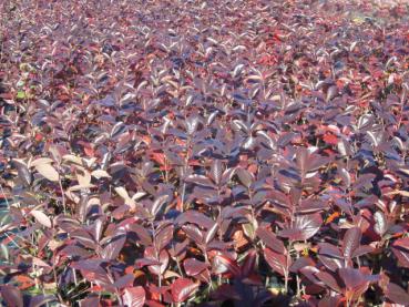 Quartier mit Aronia Nero im Oktober