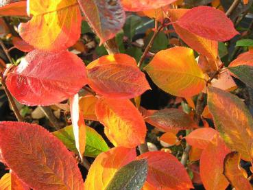 Herbstlaub bei Aronia melanocarpa Nero