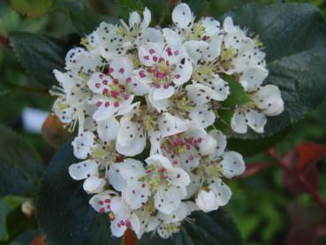 Weiße Blüte der Apfelbeere Nero