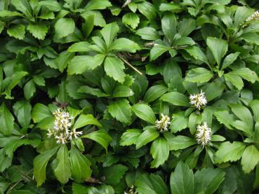 Dickmännchen, Pachysandra terminalis - immergrüner Bodendecker