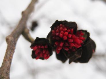 Nahaufnahme der Knospen der Parrotie