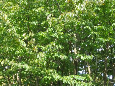 Grünes Sommerlaub des Eisenholzbaumes