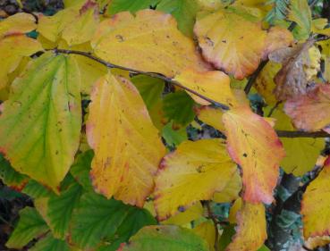 Parrotia persica mit beginnender Herbstfärbung