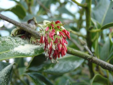 Der Eisenholzbaum ist ein Frühblüher.