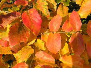 Parrotia persica im rot-gelben Herbstlaub