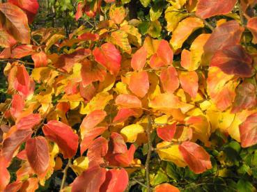 Parrotia persica: Prächtige gelbe und rote Herbstfärbung