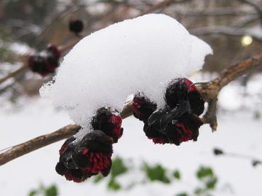 Der Eisenholzbaum blüht im Winter