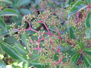 Parthenocissus henryana - Jungfernrebe