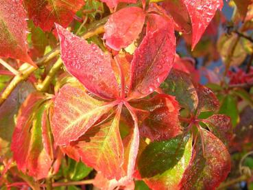 Schönes buntes Herbstlaub beim Wilden Wein