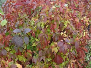 Schöner roter Herbstfärber: Parthenocissus quinquefolia
