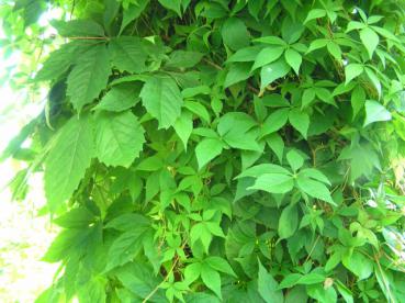 Parthenocissus quinquefolia Engelmannii - Wilder Wein Engelmannii