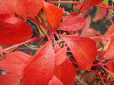 Einzelblatt im Herbstlaub vom Wilden Wein Engelmannii