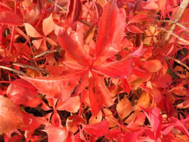 Parthenocissus quinquefolia Engelmannii