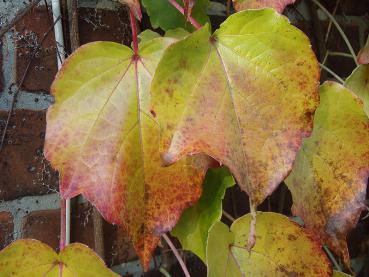 Das Herbstlaub von Parthenocissus tricuspidata Boskoop ist teilweise auch gelb