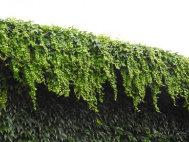 Parthenocissus tricuspidata Veitchii erklimmt zuverlässig jede Wand.