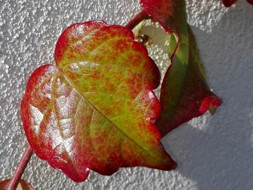 Rotes Blatt der Jungfernrebe Veitchii